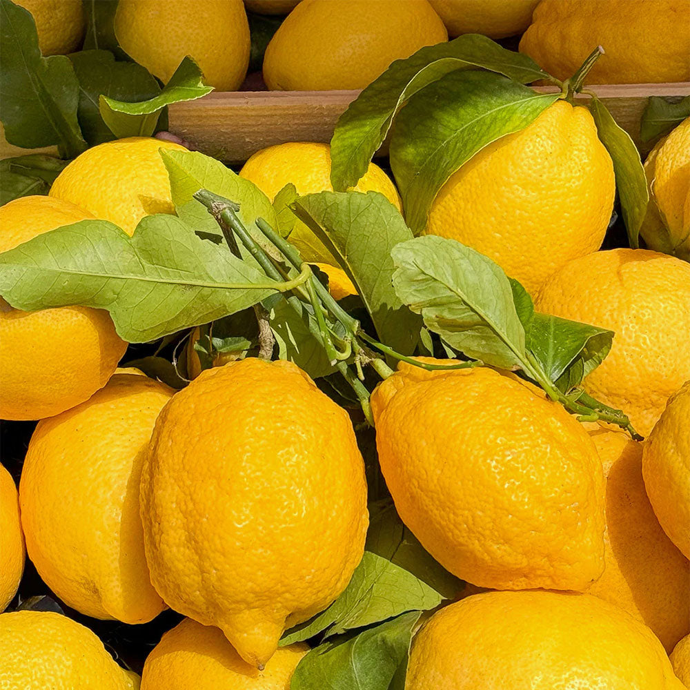 Citrus Riviera – Eau de Parfum – Sample